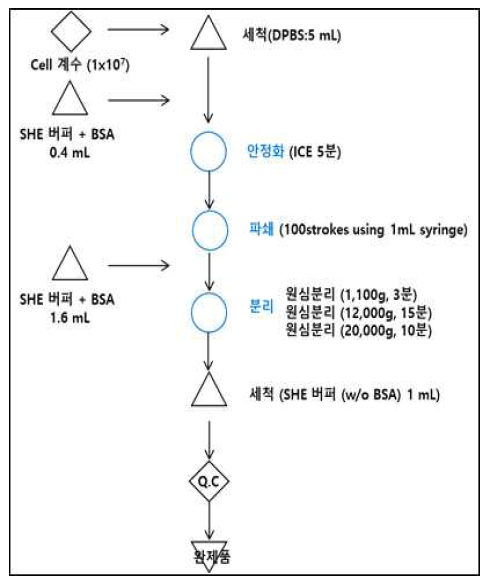 미토콘드리아 분리 공정 확립