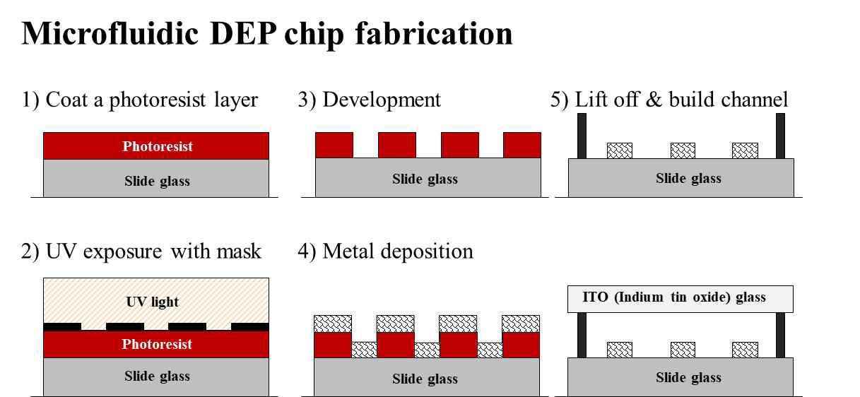 미토콘드리아 분리용 Microfluidic DEP