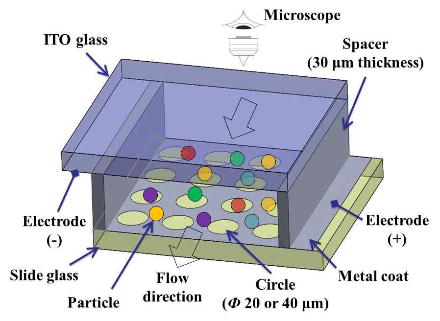 Microfluidic DEP 시스템 모식도