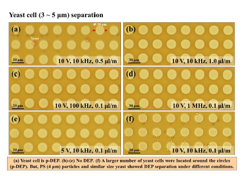 DEP 조건 별 효모 분리 기작 검증
