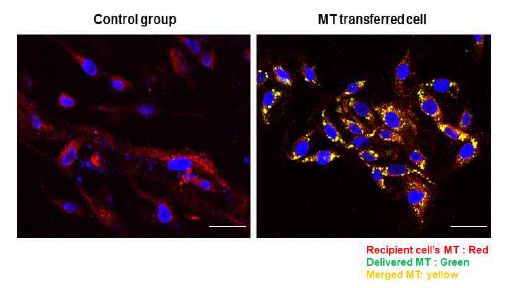 타깃 세포 내로의 미토콘드리아 전달