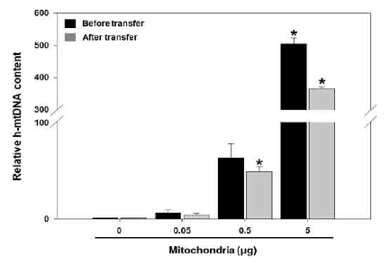 세포내로 미토콘드리아 전달