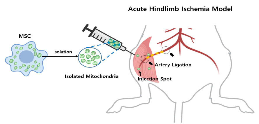 누드마우스를 이용한 중증하지허혈증 동물 모델 확립 및 미토콘드리아 투여 전략