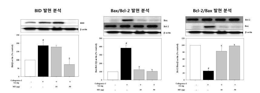 미토콘드리아 이식을 통한 건 조직의 초기 내재성 세포사멸 억제 기전 분석