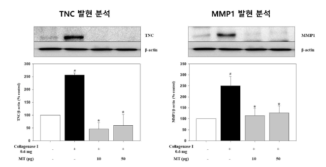 건 재생 억제 인자인 TNC 및 MMP1 발현 억제 검증