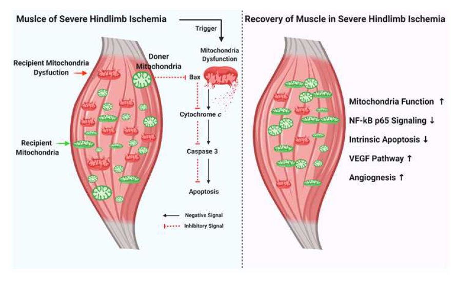 중증하지허혈에서 미토콘드리아 이식을 통한 치료 기전 가설