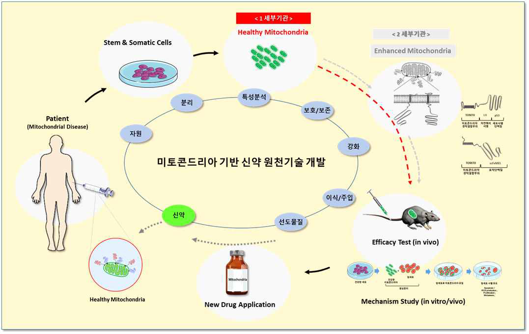 미토콘드리아를 활용하는 신약 원천기술 개발 연구 개념도