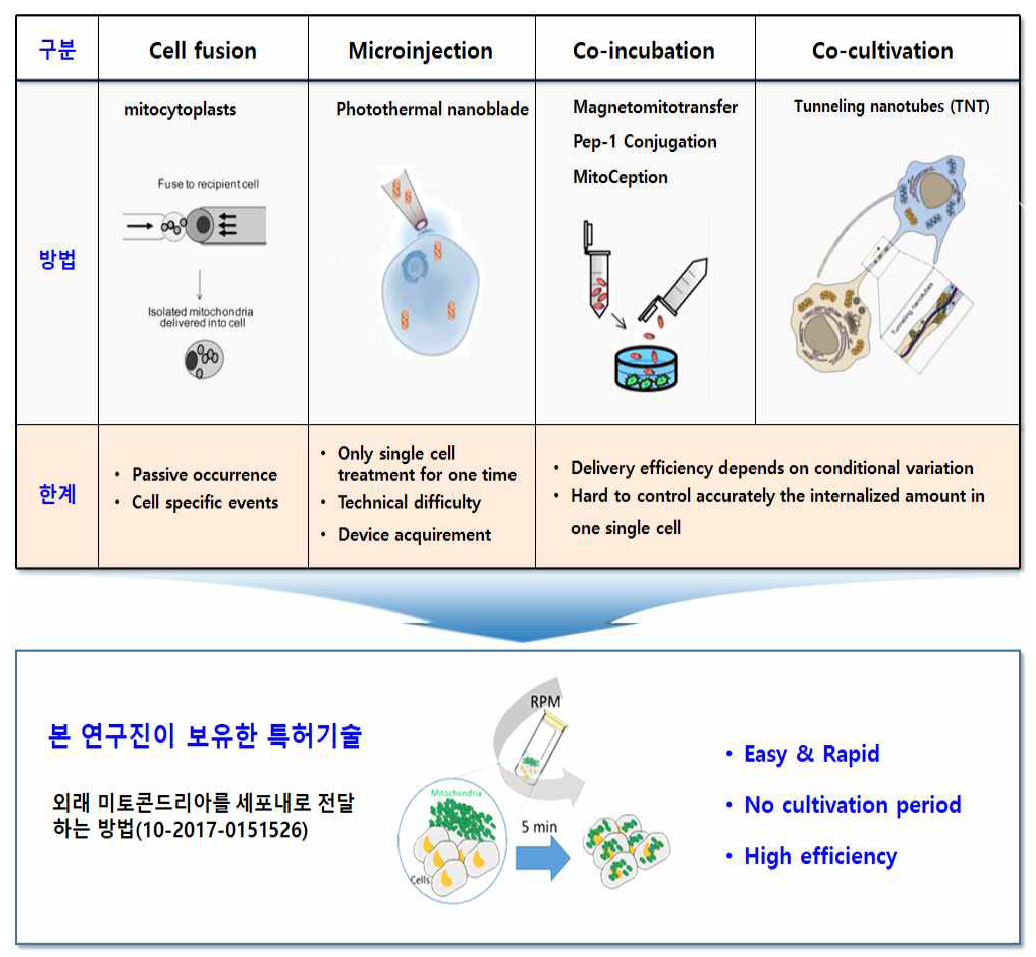 외래 미토콘드리아를 세포 안으로 전달하는 연구