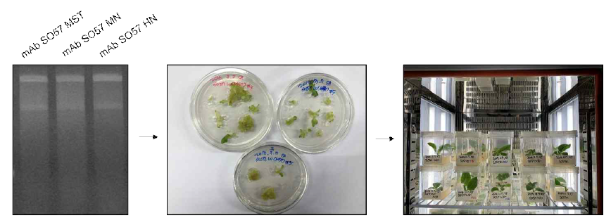 식물 발현 벡터에 mAb SO57 MST, mAb SO57 MN, mAb SO57 HN 유전자를 삽입하여 최종 식물 발현 벡터 구축한 후, 아그로박테리움(LBA4404)에 형질전환, 그리고 식물 형질전환을 통해 얻은 형질전환체를 in vitro에서 확보