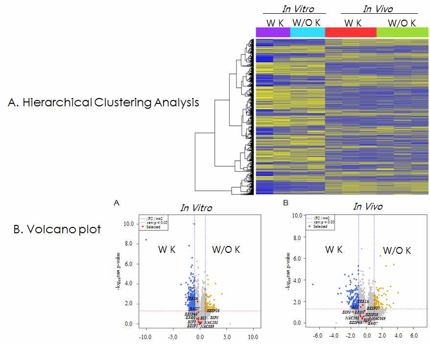 Transcriptome Sequencing Analysis를 이용하여 공수병 항바이러스 인간항체치료제 재조합단백질의 극대화 생산하는 식물들의 세포성 ER stress를 받는지에 대한 유전자 발현분석