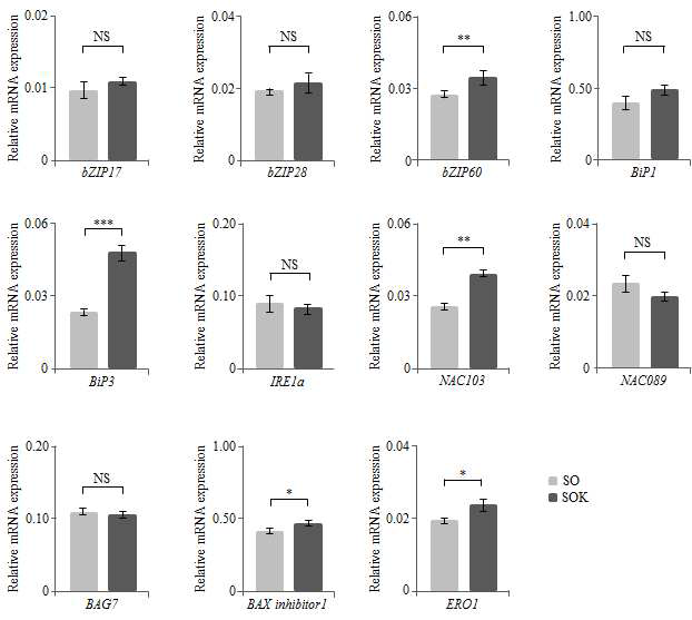 SO 및 SOK 발현 in vitro 형질전환식물에서 ER 스트레스 관련 유전자 (bZIP17, bZIP28, bZIP60, BiP1, BiP3, IRE1a, NAC103, NAC089, Bag7, BAX 억제제 1 및 ERO1)의 전사 수준. 전사 수준은 qRT-PCR 분석을 사용하여 측정되었음. 총 RNA는 13 일 동안 카나마이신 함유 식물 배지에서 성장한 식물의 뿌리 (mAb SO 및 mAb SOK)로부터 분리되었음. 유비퀴틴 10 (UBI 10) 유전자는 정규화를 위한 참조 유전자로 적용되었음. 오차 막대는 세 번의 생물학적 복제가 있는 세 가지 기술적 복제의 평균 ± SD를 나타냅니다. 별표는 통계적으로 유의성을 나타냄. (NS : 유의하지 않음, * : p <0.05, ** : p <0.01, *** : p <0.001). ER 스트레스 관련 유전자는 X 축에 나열됩니다. 각 트랜스 제닉 싹 (SO 및 SOK)의 상대적 mRNA 발현 수준은 Y 축에 표현