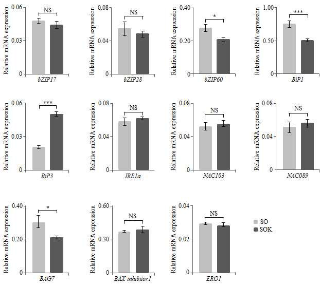 SO 및 SOK 발현하는 in vivo 형질전환식물에서 ER 스트레스 관련 유전자 (bZIP17, bZIP28, bZIP60, BiP1, BiP3, IRE1a, NAC103, NAC089, Bag7, BAX 억제제 1 및 ERO1)의 전사 수준. 전사 수준은 qRT-PCR 분석을 사용하여 측정되었음. 유비퀴틴 10 (UBI 10) 유전자는 정규화를 위한 참조 유전자로 적용되었음. 오차 막대는 세 번의 생물학적 복제가 있는 세 가지 기술적 복제의 평균 ± SD를 나타냅니다. 별표는 통계적으로 유의성을 나타냄. (NS : 유의하지 않음, * : p <0.05, ** : p <0.01, *** : p <0.001)