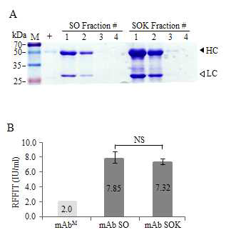 표적 광견병 바이러스 (CVS-11)에 대한 mAbM과 비교 한 정제 된 mAb SO 및 mAb SOK의 mAb 정제 및 시험관 내 기능. (A) SDS-PAGE 전기 영동에 의해 SO 및 SOK 식물에서 얻은 mAbs의 정제샘플 (F) 1 ~ 4 확인. 레인 1, 단백질 마커; 레인 2, 인간 광견병 면역 글로불린 (HRIG); Lane 3–6, SO; Lane 7–10, SOK. 항체 중화 활성을 조사하기 위해 항체 (mAbM, mAb SO 및 mAb SOK)를 각각 광견병 바이러스 표준 균주 CVS-11과 혼합하고 쥐 신경 모세포종 N2a 세포주에서 처리. (B) RFFIT 값 (IU/mL)은 각 그룹의 평균값이며, 중복으로 수행됐음. 오차 막대는 세 가지 생물학적 복제의 표준 편차를 나타냄