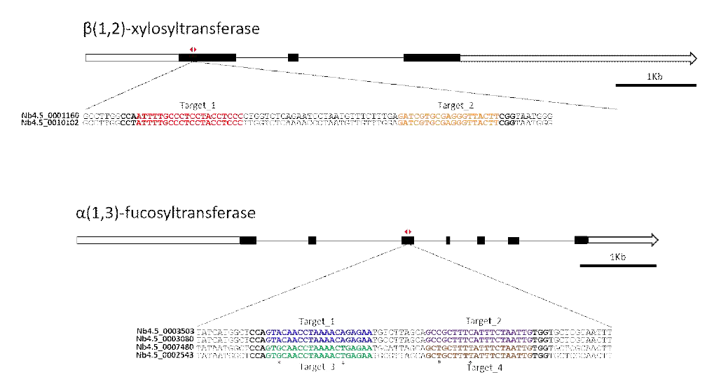 tRNA processiing 기반 sgRNAs들을 발현하도록 벡터 제작
