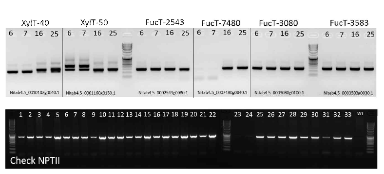 유전자 편집된 부위를 확인하기 위해 PCR으로 indel을 확인한 전기영동 결과