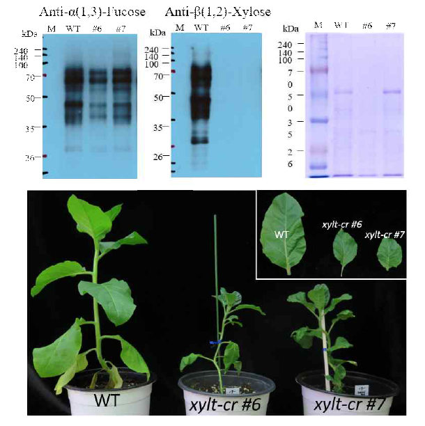 Western blor을 통해 CR-NtXylT가 모두 결실되고, CR-NtFucT가 부분 결실된 라인에서 단백질 당형태를 분석한 결과