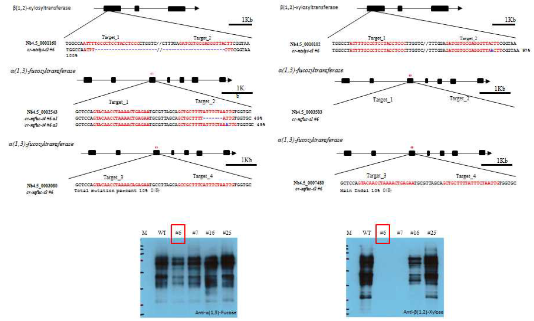 유전자가위를 이용한 plant specific glycosylatransferase유전자제거로 인한 각각의 식물라인에 대한 검증결과