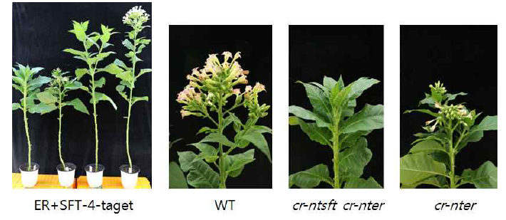 유전자가위를 통하여 제한된 성장 공간에서 잎 생산을 개선하기 위한 짧은 노드 간 돌연변이(cr-nter) 및 후기 개화 돌연변이(cr-ntsft)체들