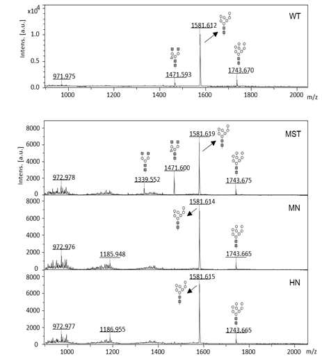 변형된 구조를 갖는 공수병 항체 mAbK SO57 variants MST, MN, and HN을 발현하는 형질전환 식물체로부터 정제한 단백질을 이용하여 당구조 분석한 결과