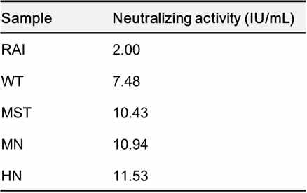 식물유래 mAbpK SO57 variants MST, MN, and HN 단백질의 바이러스 중화효능 검사. mAbpK SO57 WT, MST, MN, 그리고 HN 항체의 CVS-11 바이러스 중화 효능 비교. RAI(Rabies Immunoglobulin, Human)를 SRIG(Standard Rabies Immuno Globulin)로 사용하였으며, IU/mL 값은 RAI에 대해 계산