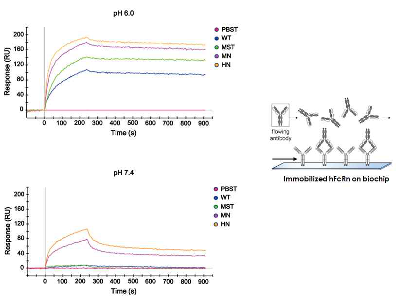 SPR를 통해서 FcRn과 SO57K WT, MST, MN,그리고 HN에대한 interaction을 확인한 결과