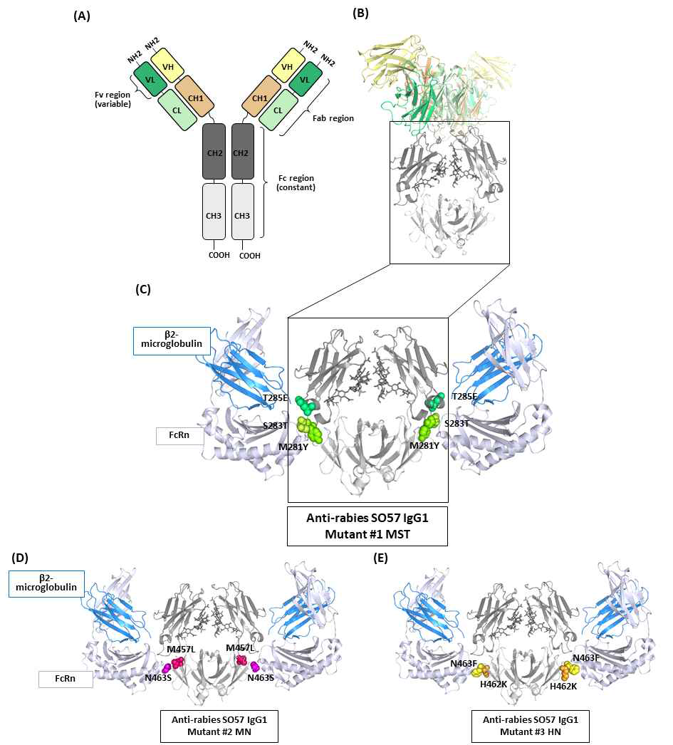 Anti-rabies SO57 immunoglobulin의 반감기 개선을 위한 Fc region engineering. (A) Immunoglobulin G (IgG)의 기본 골격 (B) 인간 IgG b12의 3차원 구조 (pdb id: 1hzh). 박스로 표시된 부분이 constant Fc region의 CH2, CH3 domain. (C) Anti-rabies SO57 IgG1의 mutant #1 (M281Y, S283Y, T285E – green spheres로 표시). 결합된 FcRn과 b2-microglobulin은 각각 lightblue와 skyblue로 표시됨. (D) Anti-rabies SO57 IgG1의 mutant #2 (M457L, N463S – magenta spheres로 표시). (E) Anti-rabies SO57 IgG1의 mutant #3 (H462K, N463F – yellow spheres로 표시)