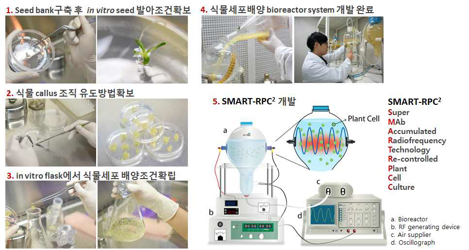 식물 세포를 이용한 대량생산 기술개발. 고부가가치의 항바이러스항체 치료제 초극대화 생산을 위한 지속 가능한 식물세포 배양기술 노하우를 축적하여 이번 연구사업을 통해 SMART-RPC2 개발에 대한 시스템구축