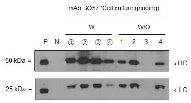 Western blot analysis를 이용하여 세포배양을 통해 얻은 항체의 발현확인. P : Positive -Commercial mAb SO57 (50 ng), N : NT-Non transgenic plant grinding sample, ①~④ : mAb SO57K Callus grinding sample (①: mAb SO57K; ②: mAb SO57K MST; ③: mAb SO57K MN; ④: mAb SO57K HN). 1~4 : mAb SO57 Callus grinding sample (1: mAb SO57; 2: mAb SO57 MST; 3: mAb SO57 MN; 4: mAb SO57 HN)