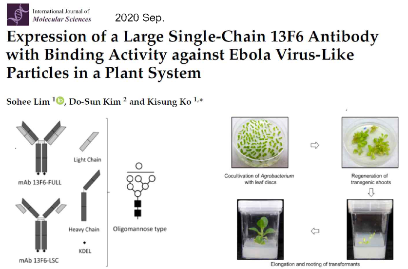 International Journal of Molecular Sciences Journal에 게재한 “Expression of a large single-chain 13f6 antibody with binding activity against ebola virus-like particles in a plant system” 논문