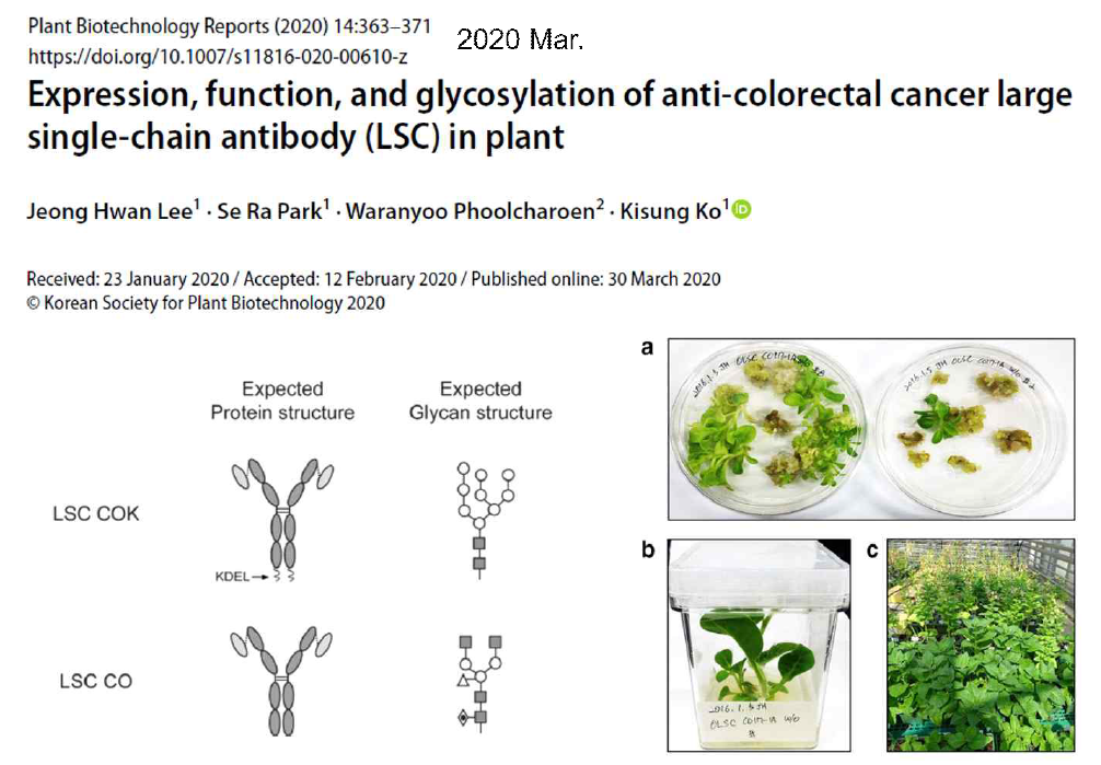 Plant Biotechnology Reports Journal에 게재한 “Expression function and glycosylation of anti-colorectal cancer large single-chain antibody (LSC) in plant”논문