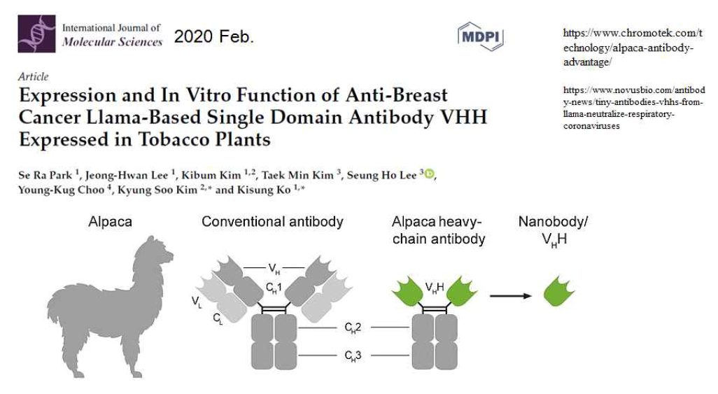 International Journal of Molecular Sciences Journal에 게재한 “Expression and in vitro function of anti-breast cancer llama-based single domain antibody VHH expressed in tobacco plants”논문