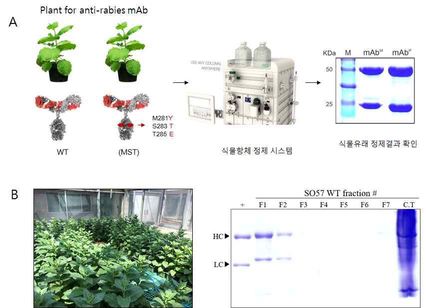 공수병 항체를 발현하는 형질전환 식물체로부터 정제한 SDS-PAGE 결과. +, 동물 유래 공병 항체; F1~F7, Fraction sample number; C.T Flow through.왼쪽 사진은 공수병 항체를 발현하는 형질전환 식물체임. 오른쪽사진은 식물에서 정제한 항바이러스 항체의 SDS-PAGE결과임