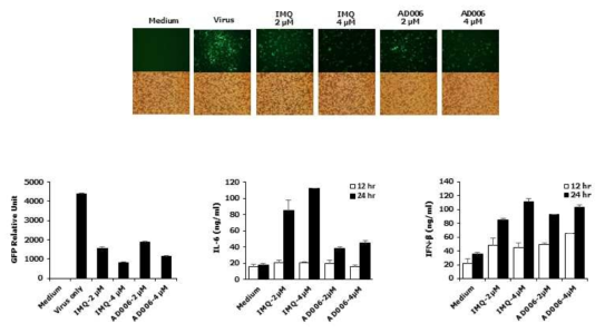 AD006 화합물의 항바이러스 효과 및 면역 단백질 유도