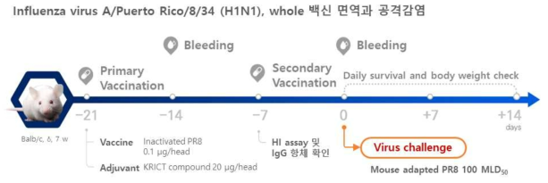 AD032 화합물의 인플루엔자 백신 어쥬번트 효능 in vivo 실험