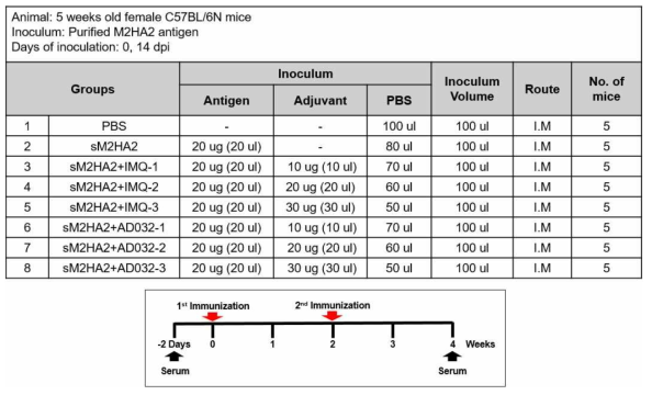 인플루엔자바이러스 마우스 모델을 이용한 AD032 화합물의 면역원성 검증 스케쥴