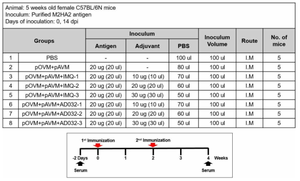 구제역바이러스 마우스 모델을 이용한 AD032 화합물의 면역원성 검증 스케쥴