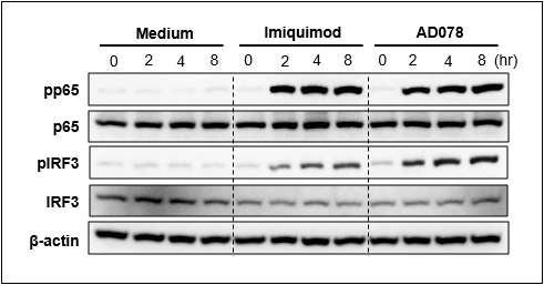 AD078 화합물의 자극에 의한 신호전달 주요 단백질들의 활성화 검증