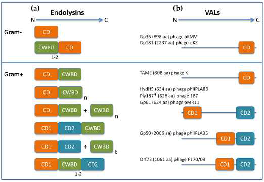 Phage endolysin의 다양한 modular structure. VAL은 virion associated lysin의 약자로, phage가 외부에서 bacterial host를 감염할 때 1차적으로 phage DNA를 cell 내에 주입할 공간을 cell wall에 만들기 위하여 사용하는 단백질