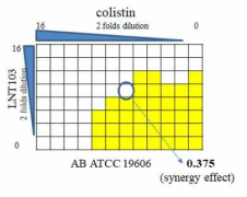 LNT103과 colistin의 checkerboard assay를 통한 병용효과 확인