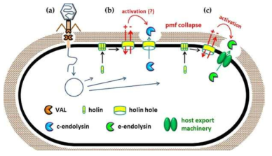 Phage endolysin은 phage holin의 도움으로 inner membrane을 통과하는 c-endolysin과 host export machinery를 이용하는 e-endolysin으로 구분됨