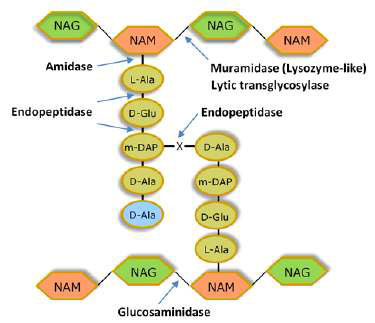 Endolysin의 enzymatic activity에 따른 classification