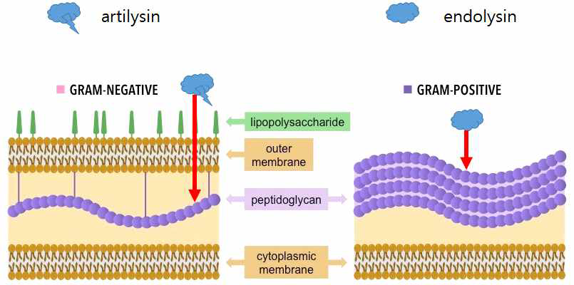 Gram (-)와 Gram (+) bacteria의 cell wall 구조 및 이에 따른 적합한 phage endolysin의 작용 mechanism