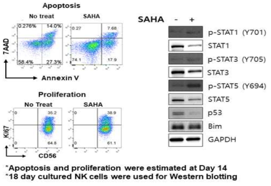 SAHA 처리에 따른 세포 증식 지표 및 사멸 지표 발현 변화