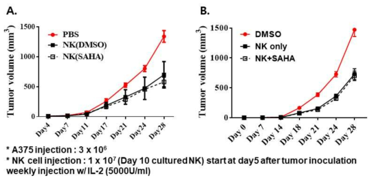 SAHA를 처리하여 배양한 NK 세포에 의한 종양 억제 효과 확인 (A). NK 세포와 SAHA의 병용투여의 종양 억제 효과 확인 (B)
