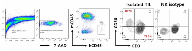 마우스 A375 종양모델의 종양조직 내 종양미세환경에서 생존해있는 NK 세포의 분리