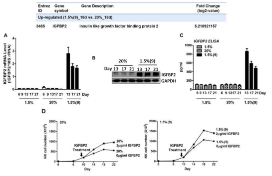 저산소배양 유래 단백질인 IGFBP2의 자연살해세포 증식 활성화 효과