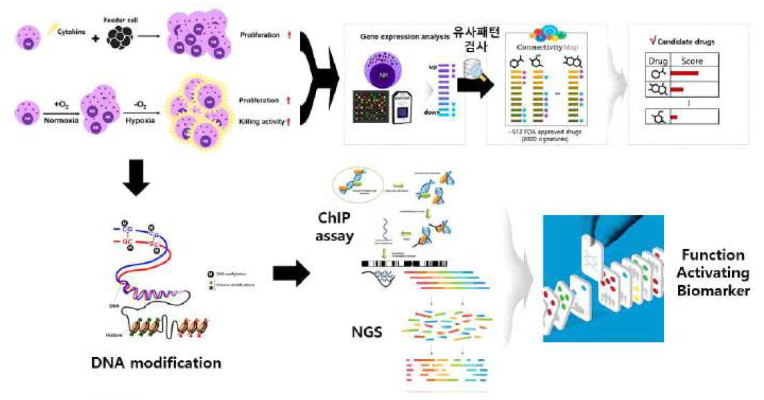자연살해세포 기능 강화를 유도하는 Epigentic regulator를 이용한 새로운 배양방식 확립 및 후성유전학적 분석을 바탕으로한 기능 관련 후성유전인자 및 활성표준화 바이오마커 규명