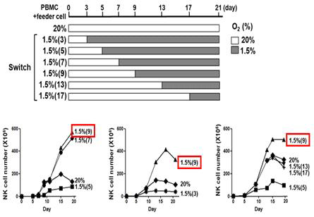 저산소 배양조건을 통한 자연살해세포의 확장배양 효과