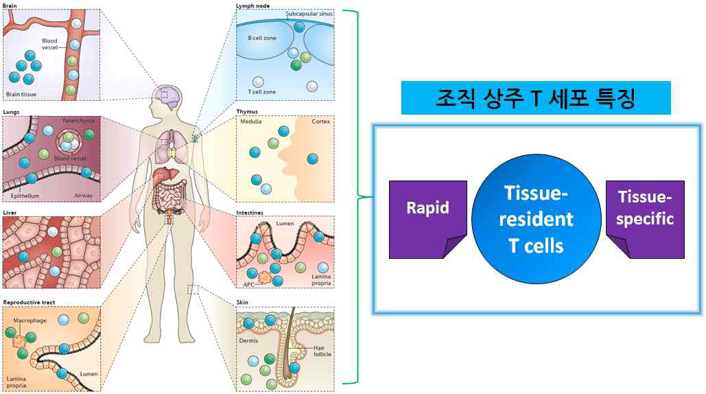 조직 상주 T세포의 개요 및 특징