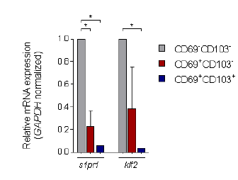 류마티스 관절염 내 조직 상주 T세포 (CD69+CD103+ CD8 T세포) 분리 후 조직 상주 표현형 (S1PR1, KLF2) 유전자 분석